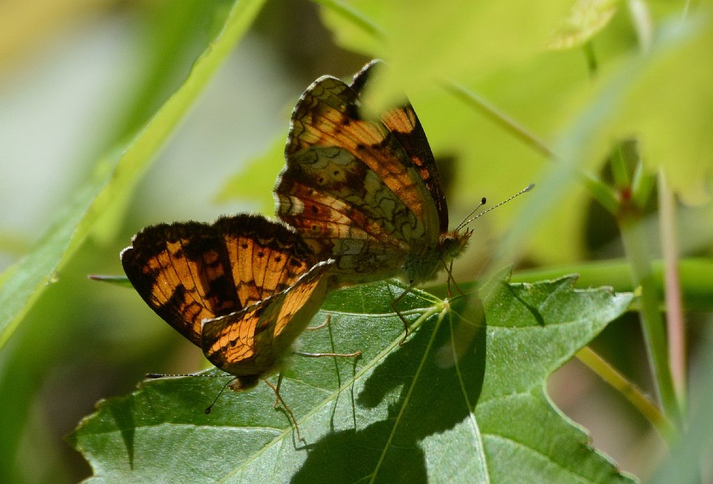 163 2016-05230896 Oxbow NWR, MA.JPG - Silvery Checkerspot (Chlosyne nycteis). Oxbow National Wildlife Refuge, MA, 5-23-2016